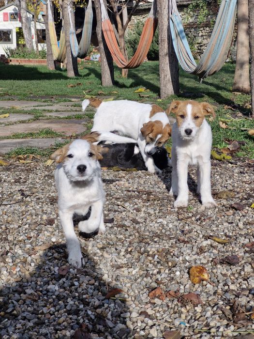 Donez  3 catelusi 3-4luni