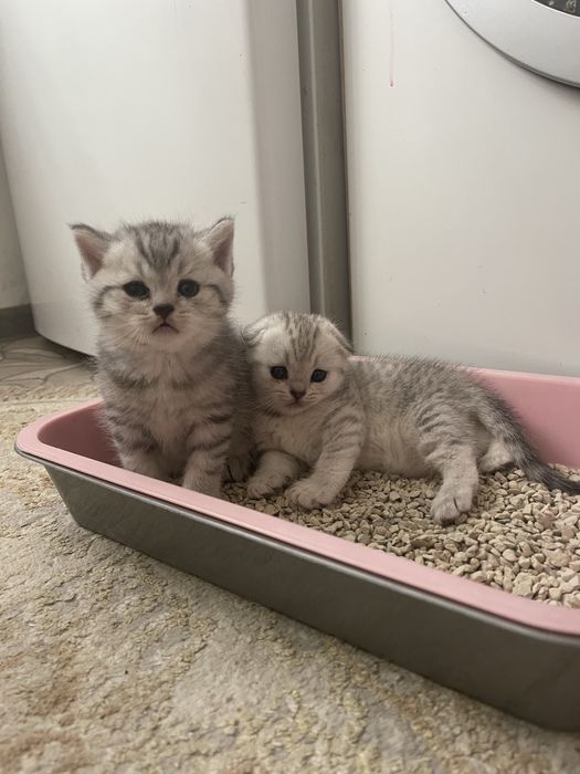 Британские шиншиллы котята