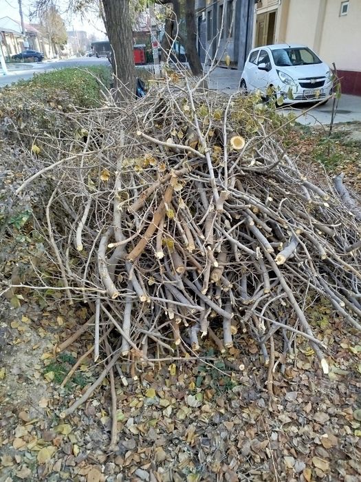 Ŏtinlar tekinga beriladi, tut daraxti