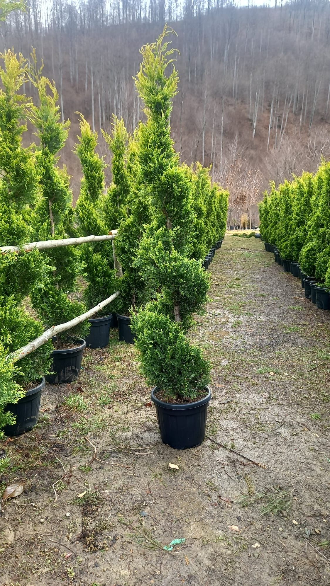 Plante ornamentale tuia smaragd leylandi pini brazi spirale Magnolia