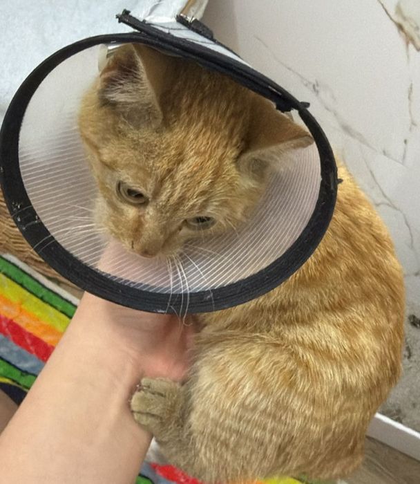 Срочно! Алматы! Котенок ищет дом!