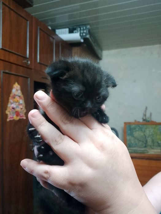 Продаются котята