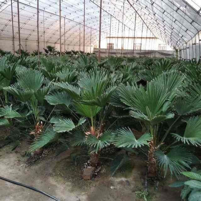 Sifatli palma guli bor