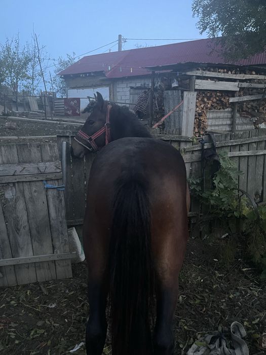 Vând mânz de 2 ani‼️‼️