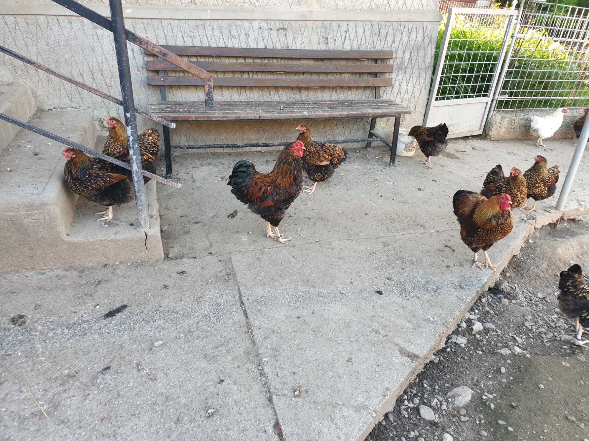 Ouă pentru incubat Wyandotte gsg