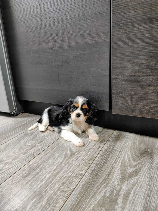 De vanzare Fetita de Cavalier KCS din parinti campioni testati genetic