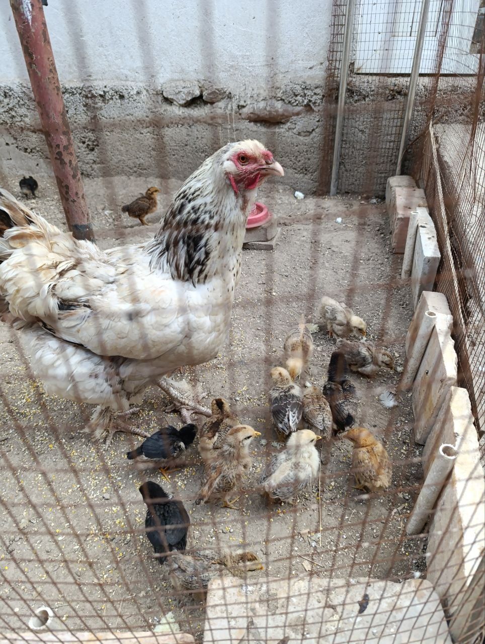 продам домашних куриц