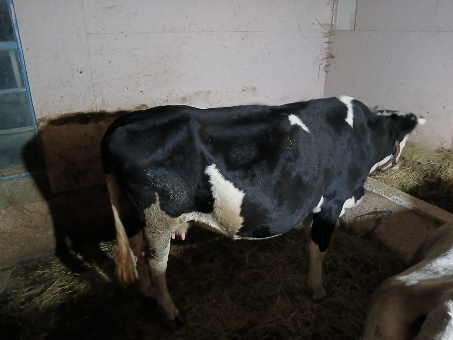 Vând vaca gestanta la a 3 fătare