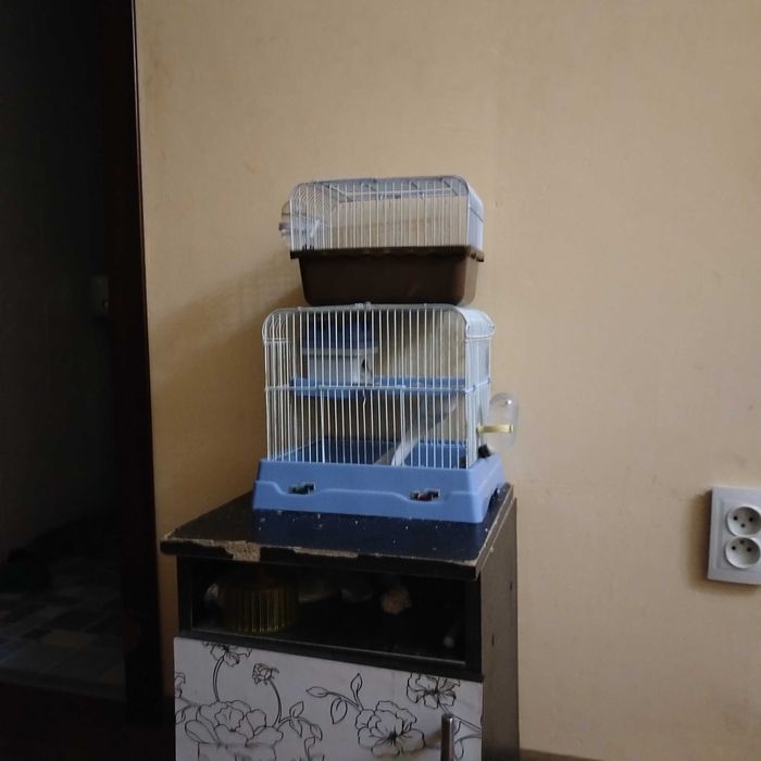 Хомики продам не дорого с клеткой