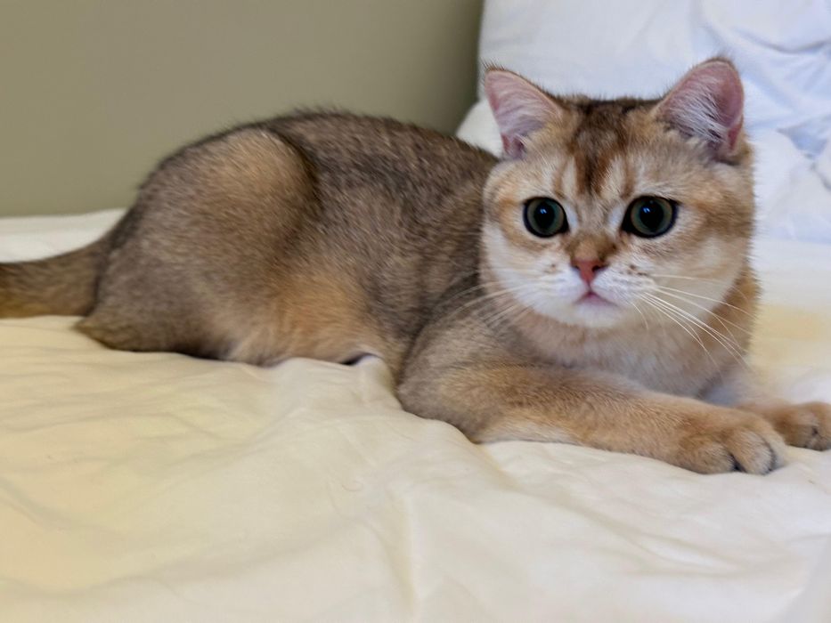 Baietel british shorthair chinchilla gold !