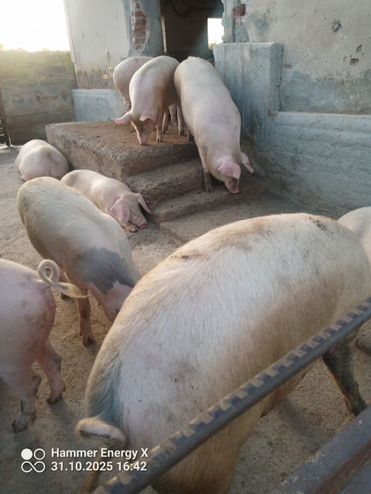 Продавам прасета