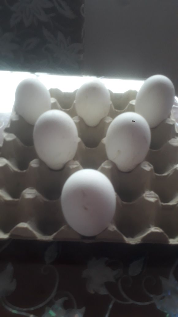 Гъши яйца за люпене