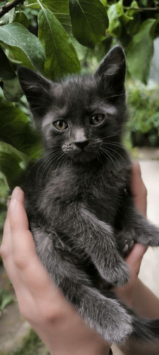 Котенок готов к переезду