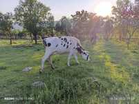 Vaci Holstein !!