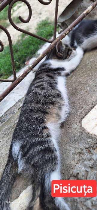 Dau spre adopție responsabilă puiuți de pisica ică !