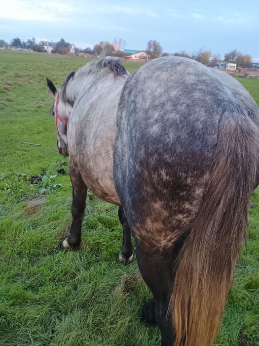 Vind harmasar de 6 ani cuminte merge foarte bine la căruță