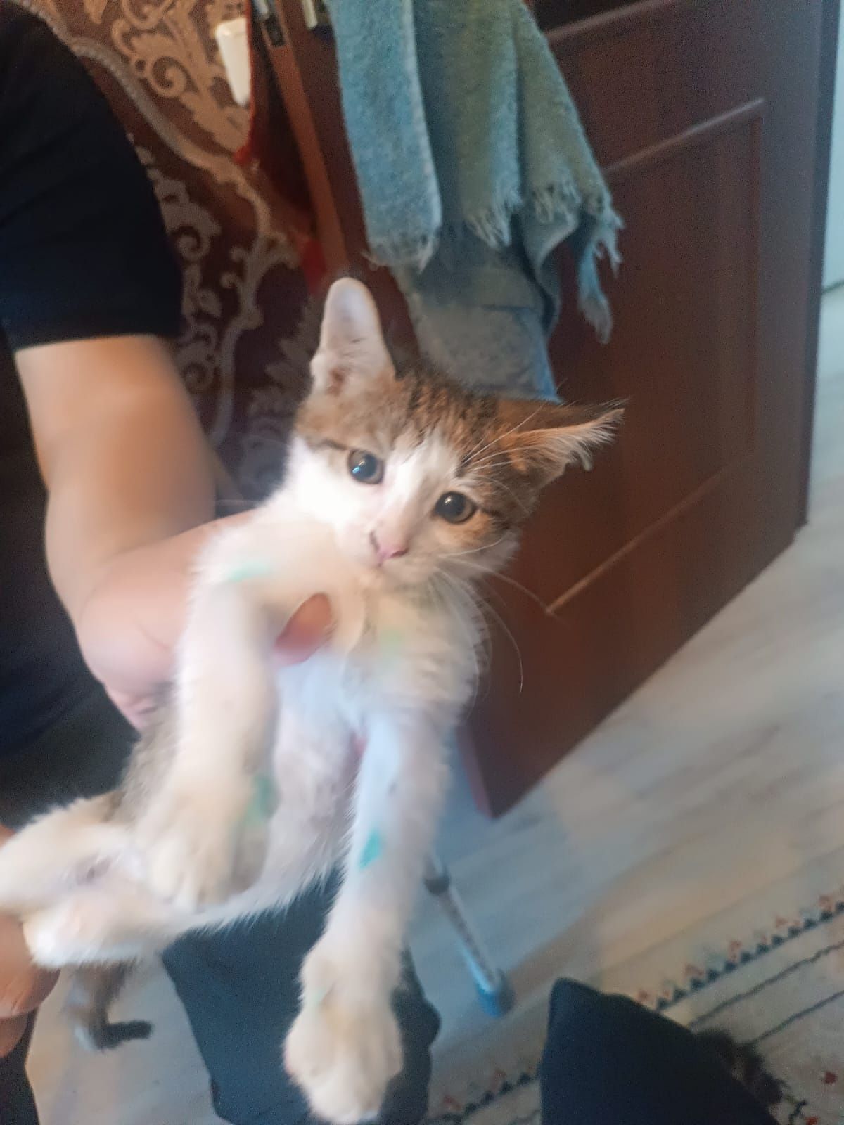 Котёнок ищет дом
