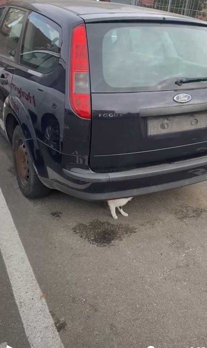 Ford focus 1.4 benzina