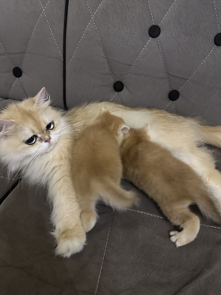Золотая шиншила котята