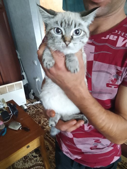 Отдам котенка девочка