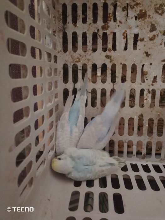 Sotiladi boʻlar 2 oylik