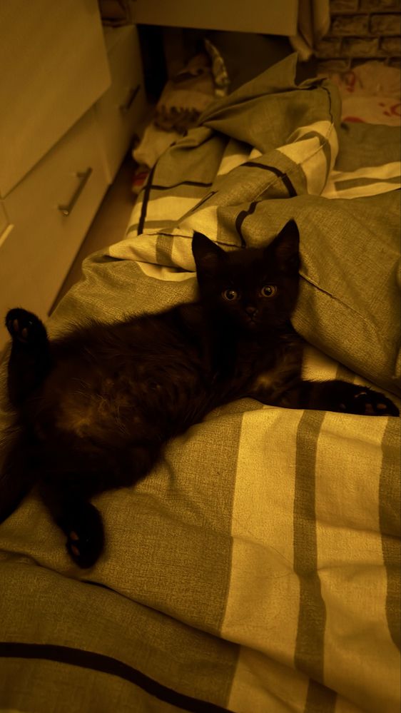 Котенок в хорошие руки