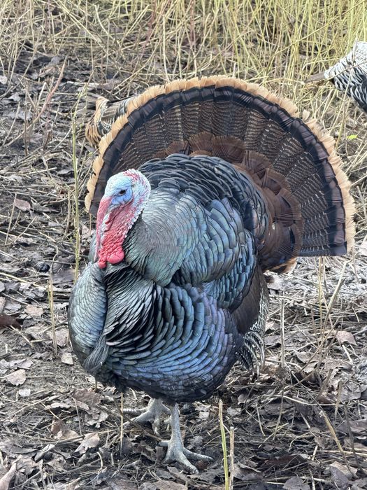 Curci rasa pura Americane Salbatic