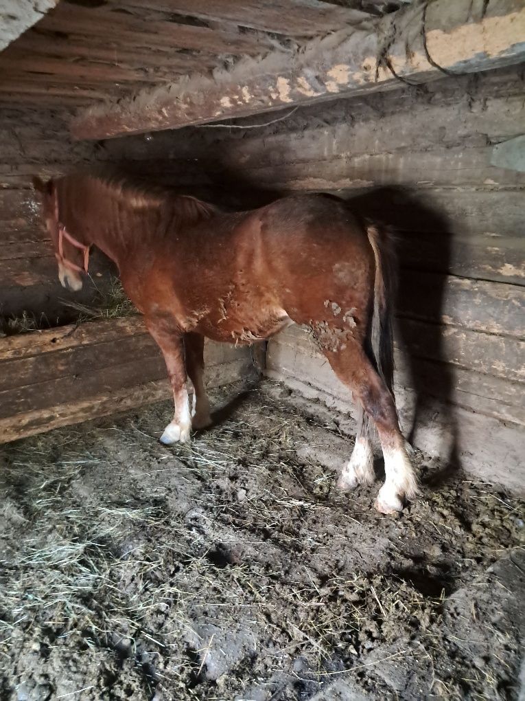 Vand 2 manzii unu castrat de 3 ani și un Armasar de 2 ani