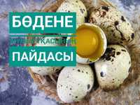 Яйцо перепелов  пищевой