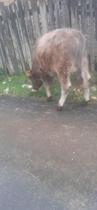 Vând vițel de lapte