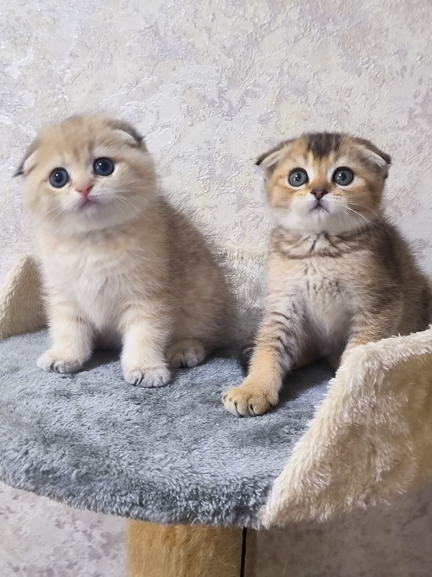 Котята от правильной вязки
