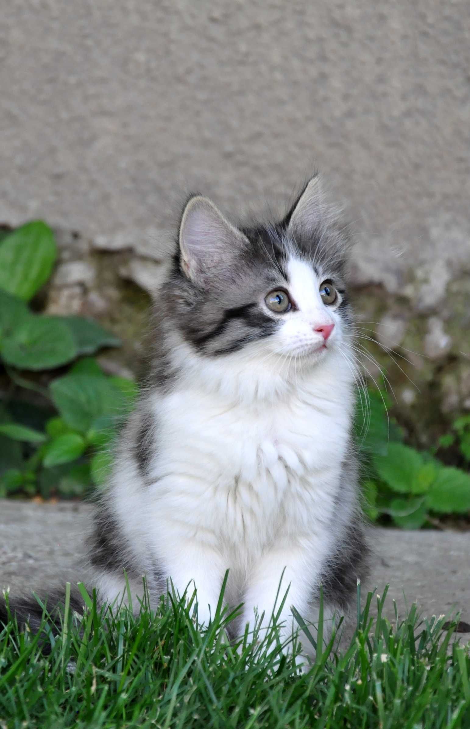Породистые котята НЕДОРОГО