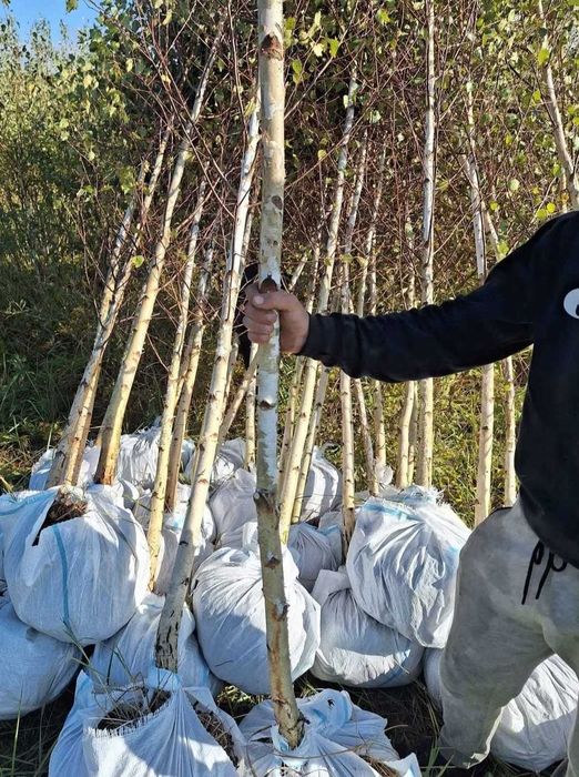 Mesteacăn, Tei, Arțar | Foioase pentru Amenajări