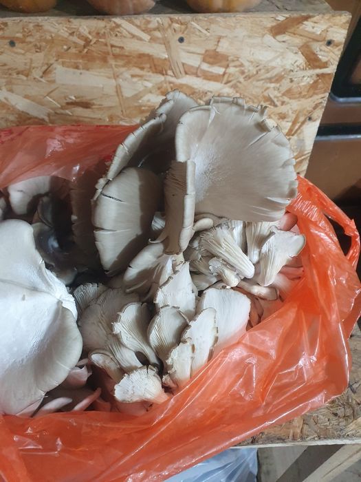 Вешенки свежие (грибы)