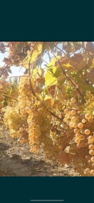 Vand struguri de vin