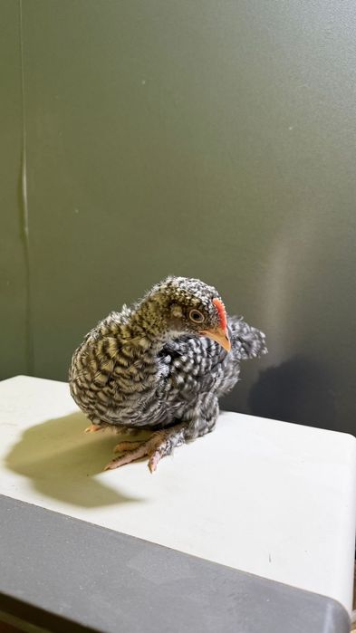 Циплята 1 месяц .