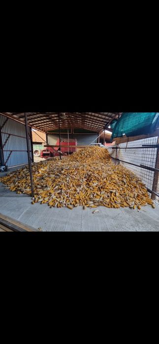 Vând porumb,grâu,ovăz transport gratuit