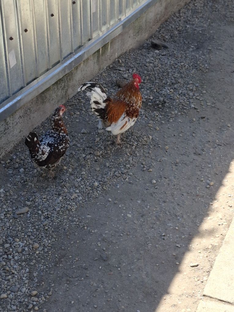 Vând doi cocoși rasă pitica