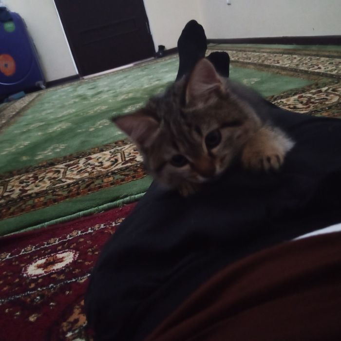 Маленький катëнок