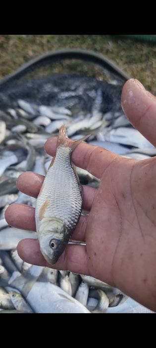 Peste , puiet peste vara 1