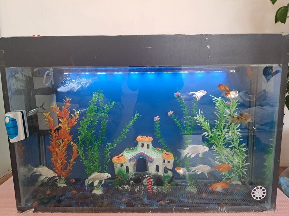 Akvarium baliqlari