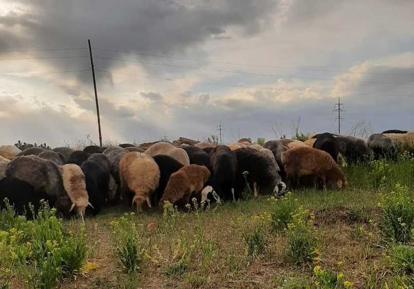 Продам отличных баранов