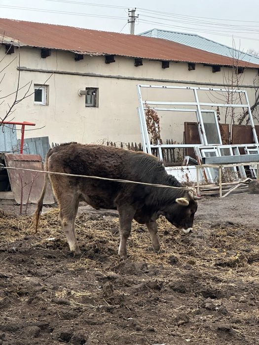 Телка Породистая, Алатауский сорт,