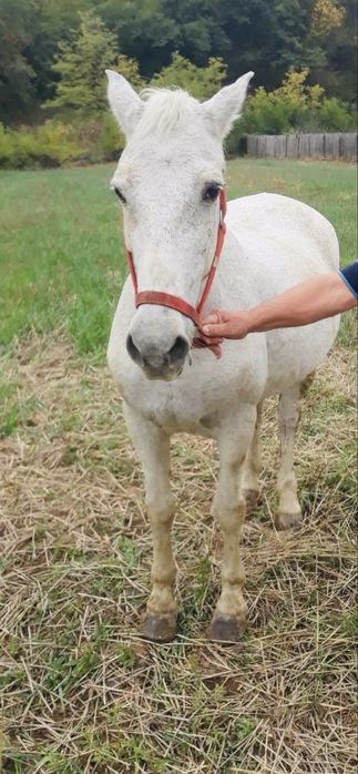 Vand iapa , microcip si pasaport ecvin