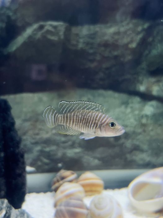 Lamprologus Similis Karilani WF