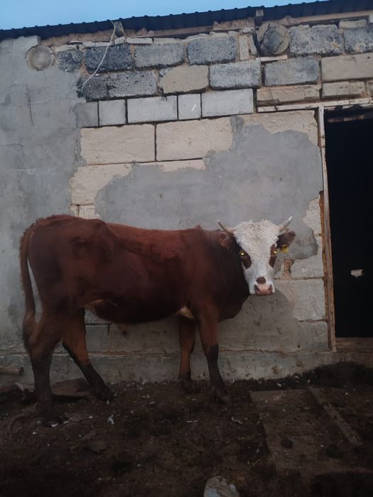 Продам бычка и телят тёлочки