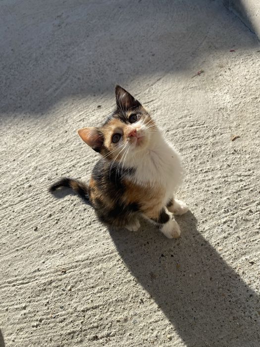 Donez pui de pisică