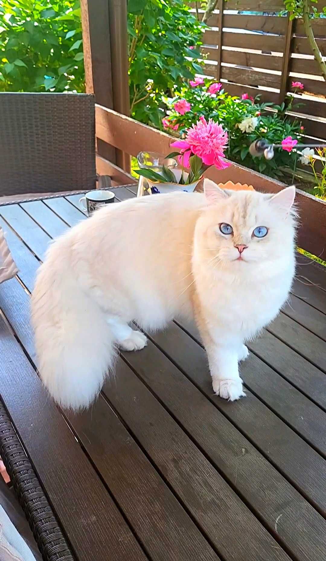 British longhair alb cu ochii albastri