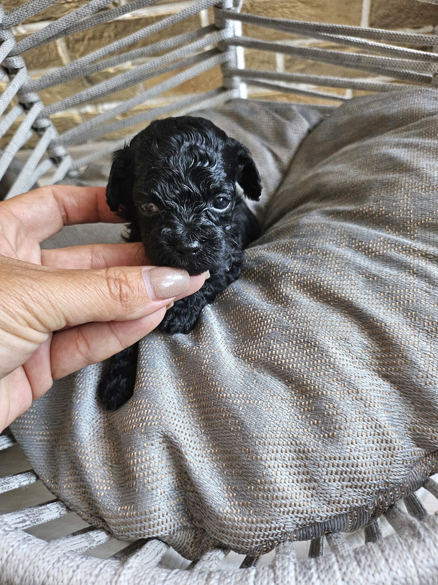 Пудел той/100%Toy poodle 100 % с родословие