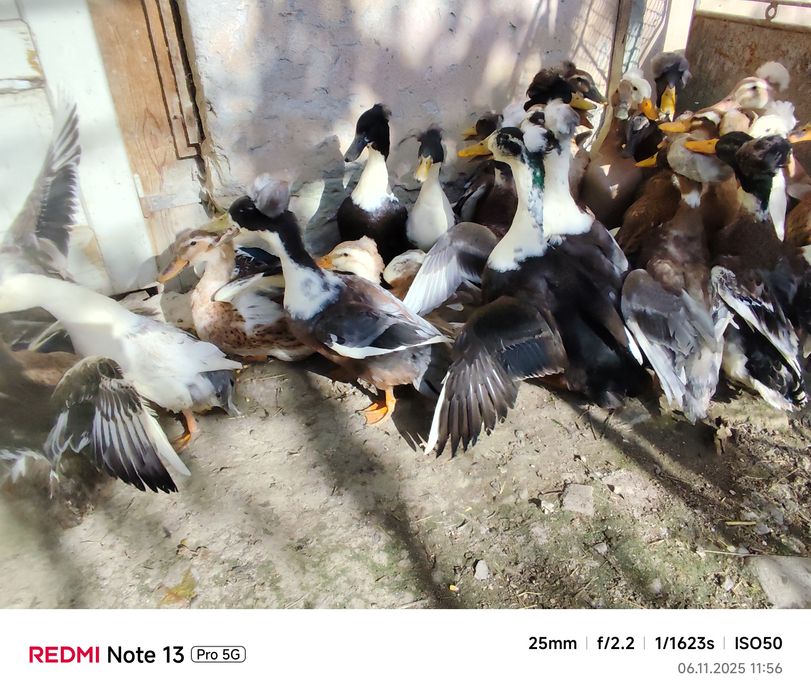 rate motate schimb cu gaste